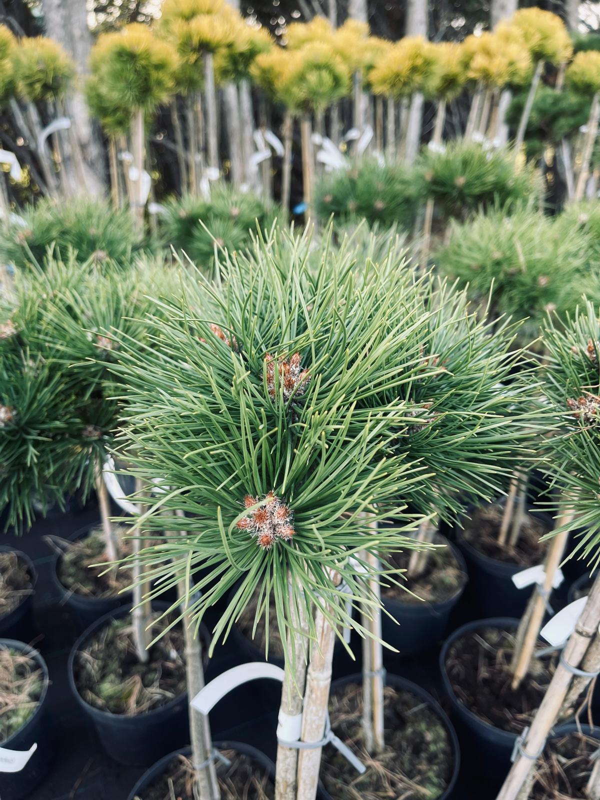 plant021 - Szkółka Ula Milczanowska